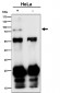 Anti-Phospho-TAK1 (S439) Rabbit Monoclonal Antibody